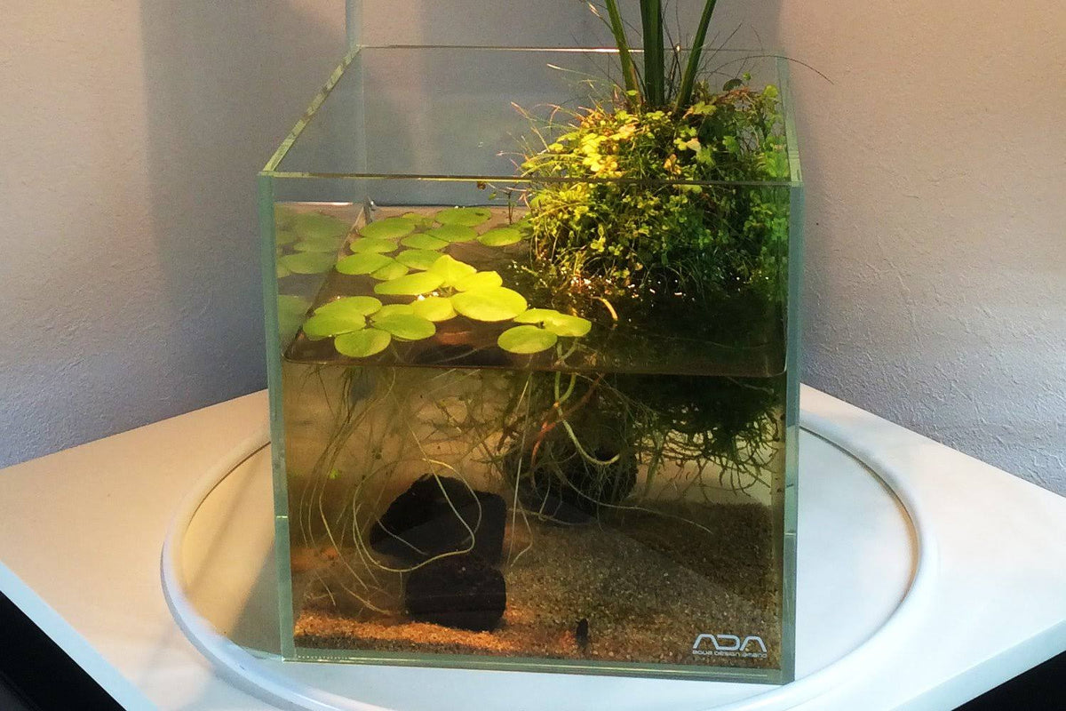 20C Aquarium S82465
