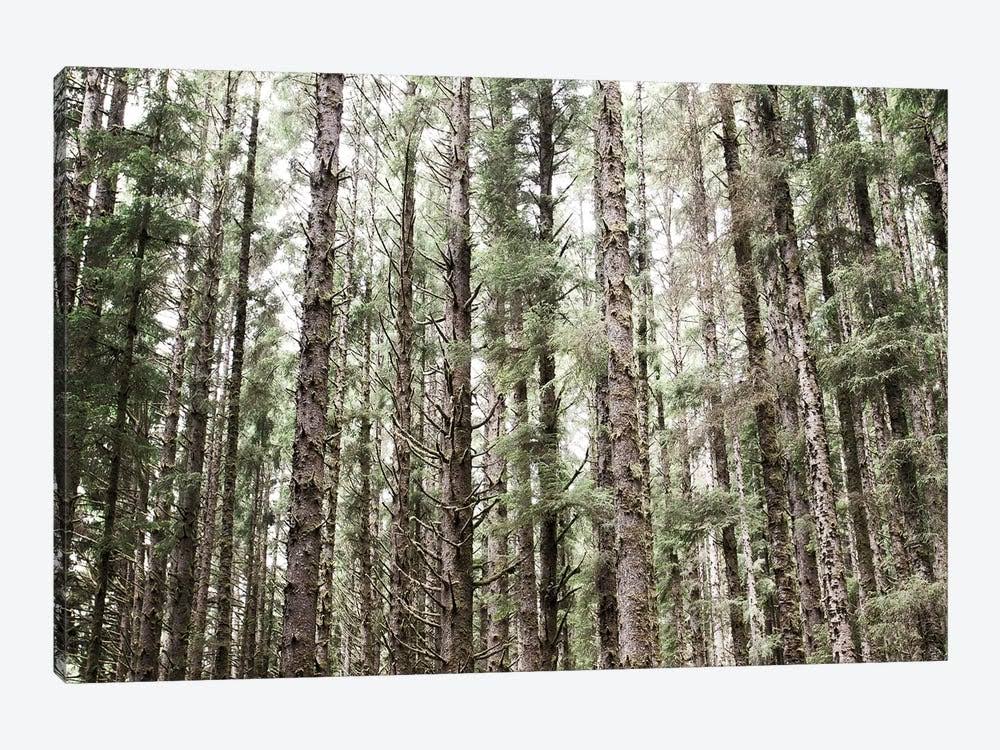 Canvas Wall Decor Prints - Mossy Pines P648