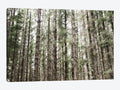 Canvas Wall Decor Prints - Mossy Pines P648