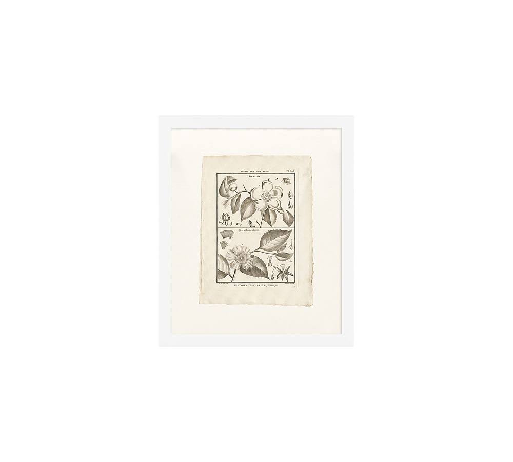 Botanical Plate 11 x 13 A864