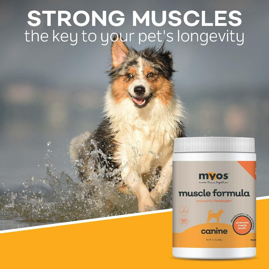 12.7 Ounce Canine Muscle Supplement Q7499