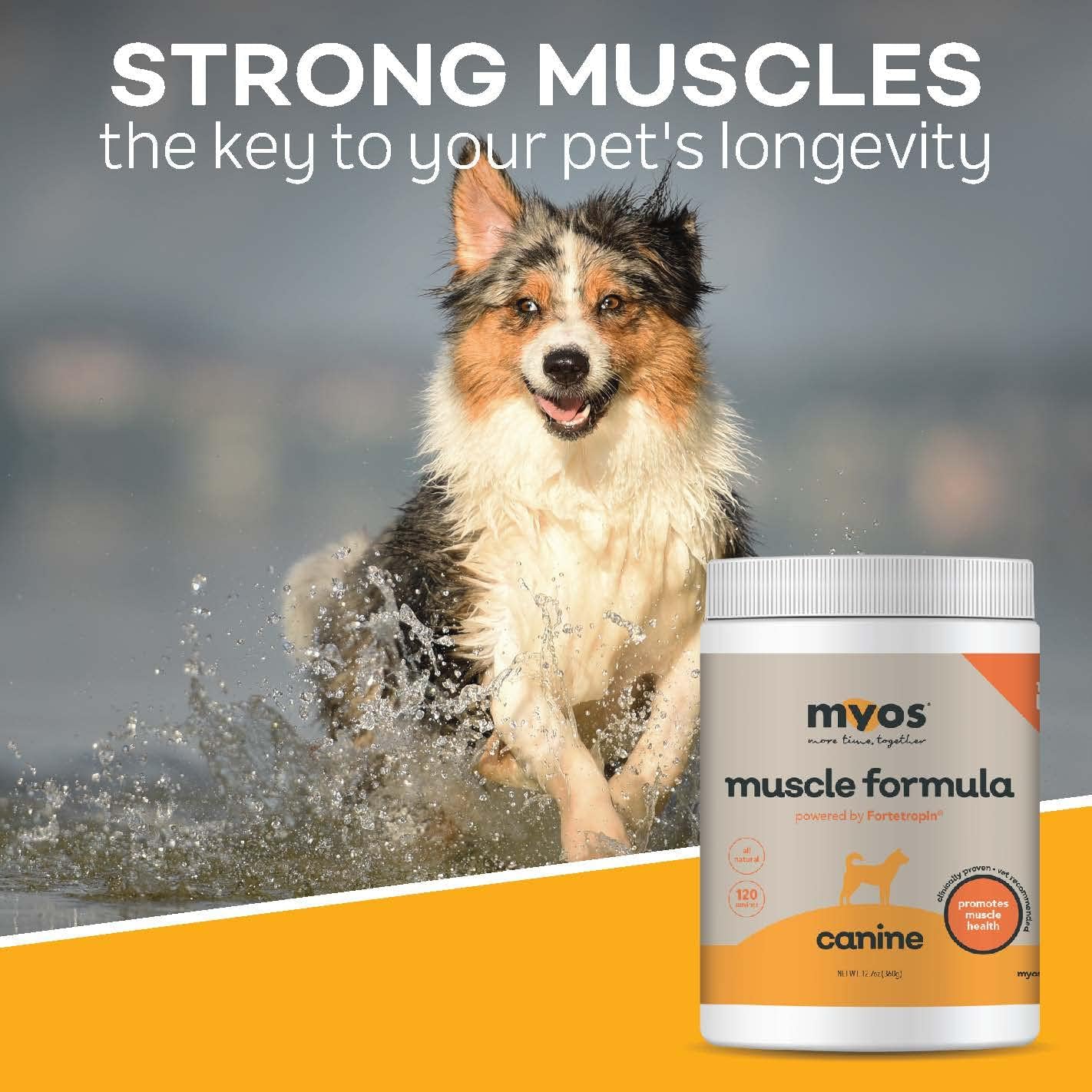 12.7 Ounce Canine Muscle Supplement Q7499