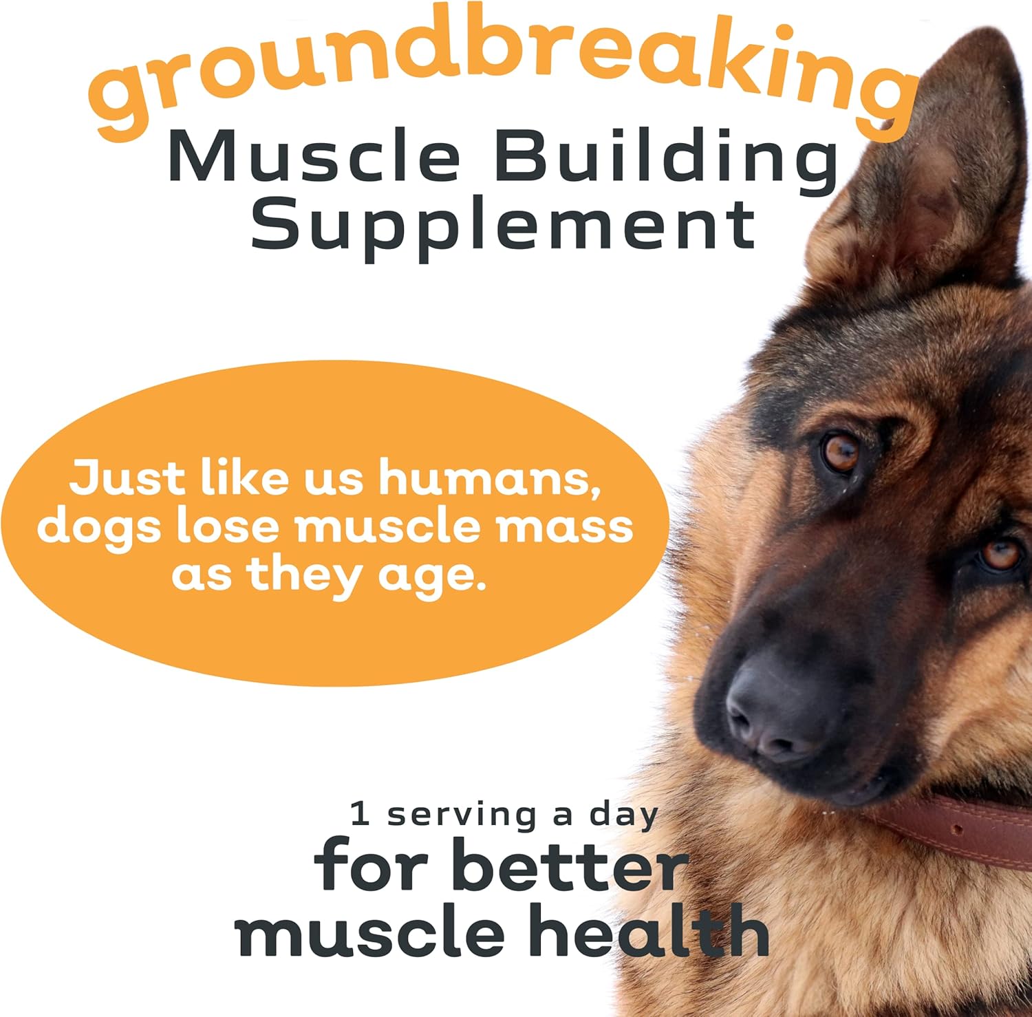 12.7 Ounce Canine Muscle Supplement Q7499